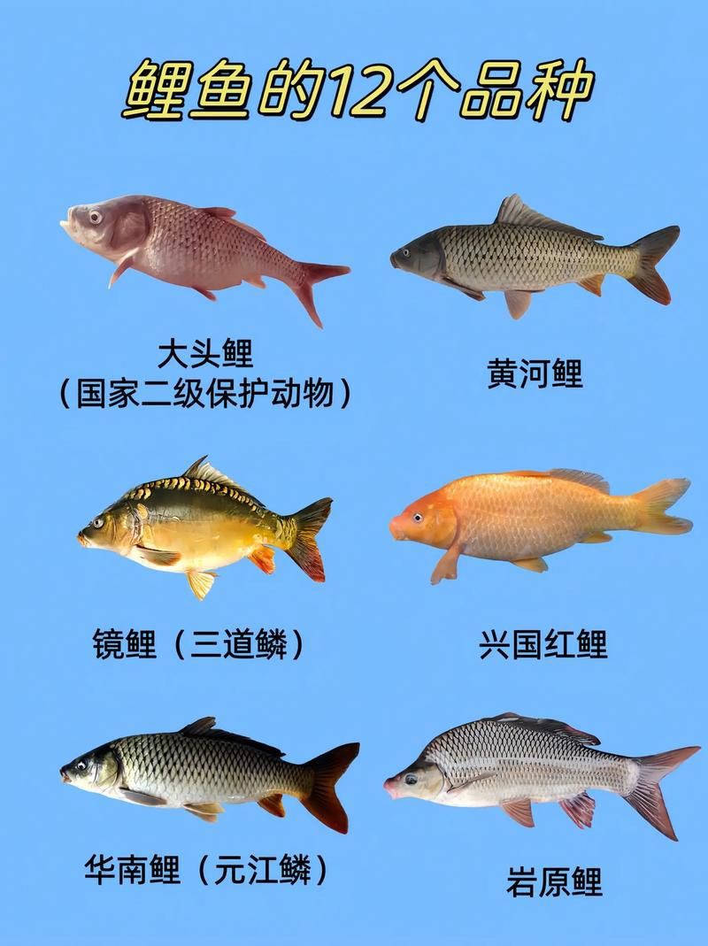 鯉魚的身體結構圖及介紹，鯉魚的身體結構