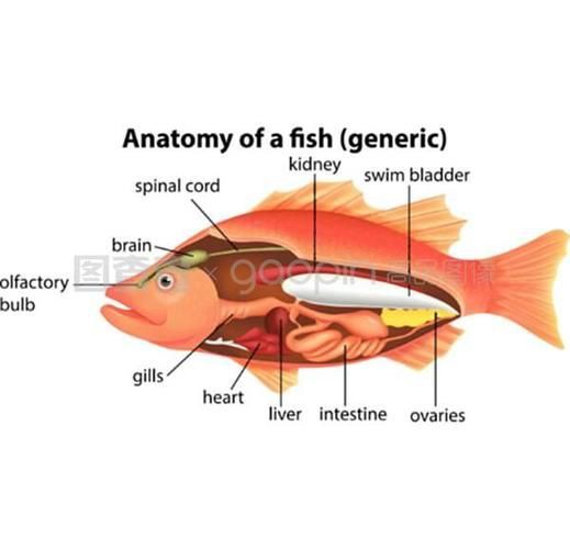 鯉魚的身體結構圖及介紹，鯉魚的身體結構