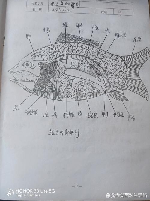 鯉魚的身體結構圖及介紹，鯉魚的身體結構