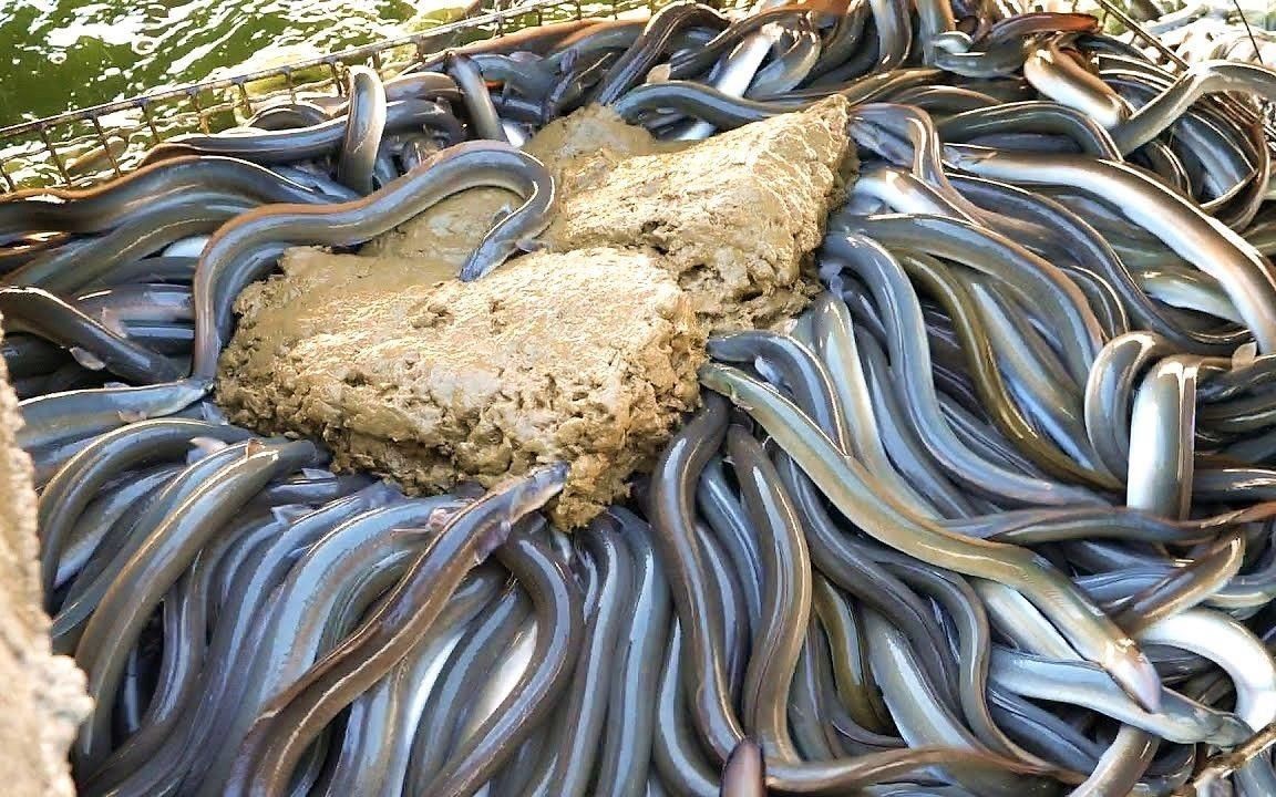 鰻魚為什么不能隨便養，《鰻魚為什么不能隨便養》