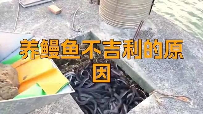 鰻魚為什么不能隨便養，《鰻魚為什么不能隨便養》