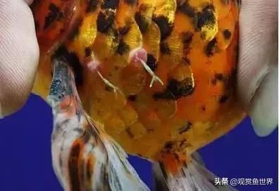 斯博特斯，斯博特斯公司