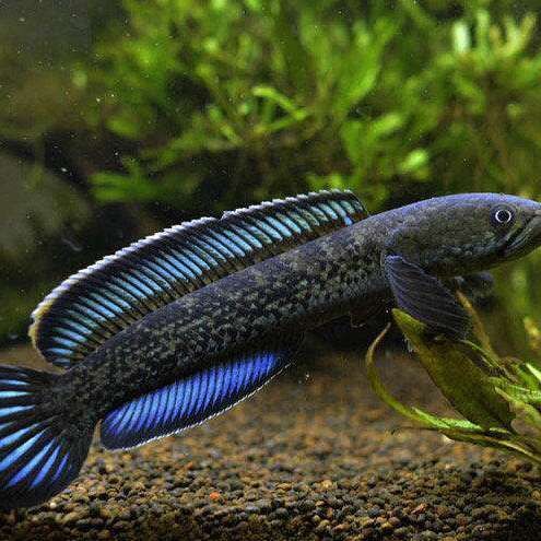 鬼王雷龍能長多少厘米，雷龍魚大全之常見中型雷龍篇