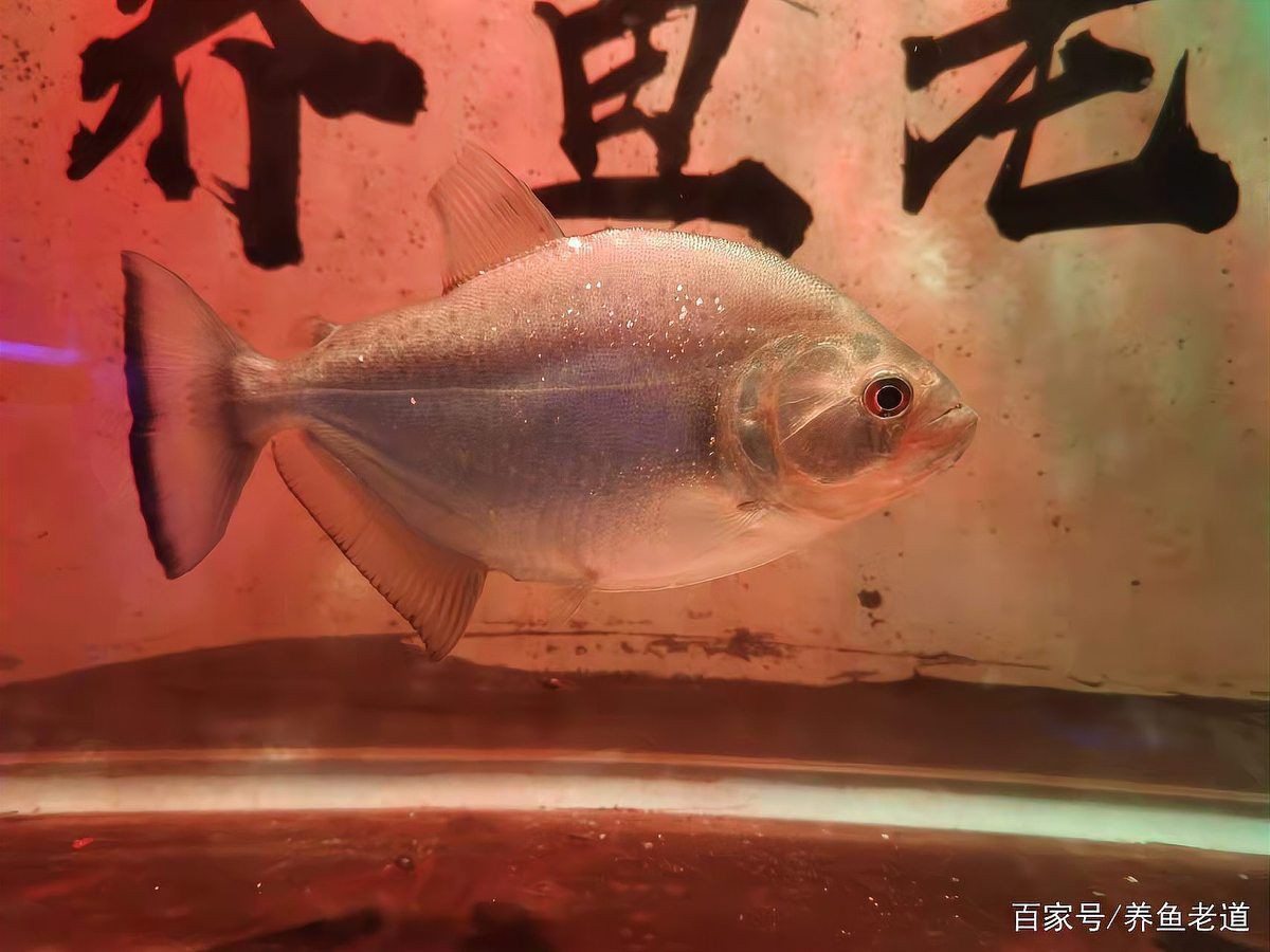 混養(yǎng)魚不能混養(yǎng)的原因，混養(yǎng)魚不能混養(yǎng)的原因是混養(yǎng)的重要禁忌,混養(yǎng)的原因