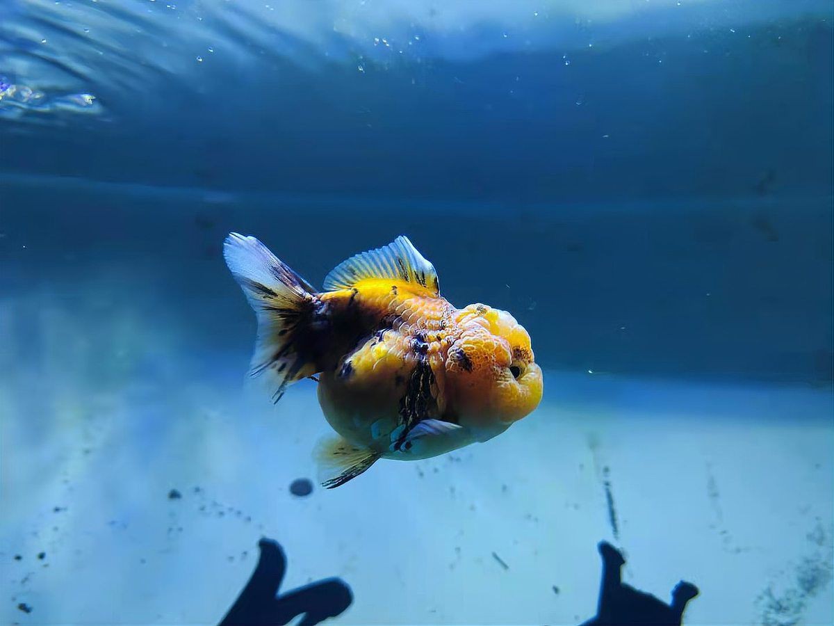 混養(yǎng)魚不能混養(yǎng)的原因，混養(yǎng)魚不能混養(yǎng)的原因是混養(yǎng)的重要禁忌,混養(yǎng)的原因