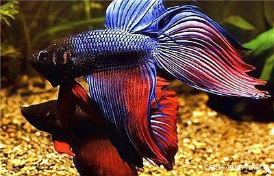 混養(yǎng)魚不能混養(yǎng)的原因，混養(yǎng)魚不能混養(yǎng)的原因是混養(yǎng)的重要禁忌,混養(yǎng)的原因