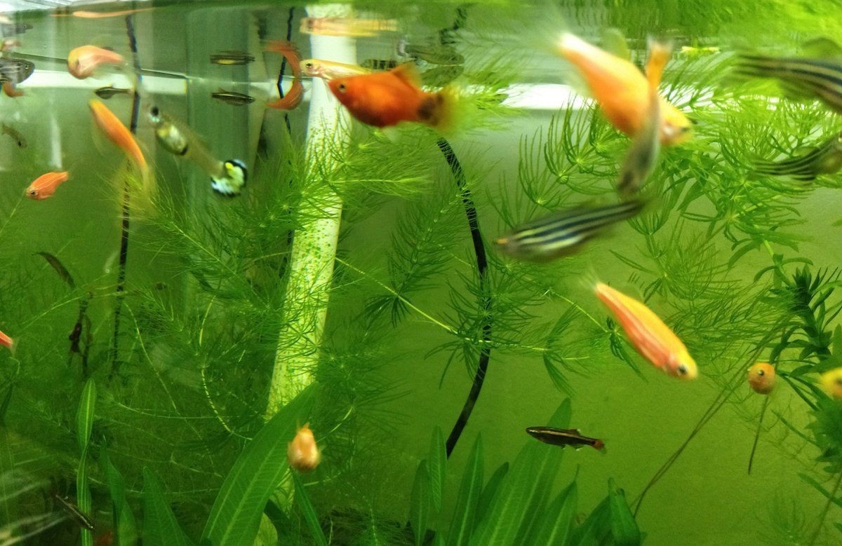 米奇魚能和孔雀魚混養(yǎng)嗎，米奇魚與孔雀魚能混養(yǎng)嗎