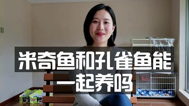 米奇魚能和孔雀魚混養(yǎng)嗎，米奇魚與孔雀魚能混養(yǎng)嗎