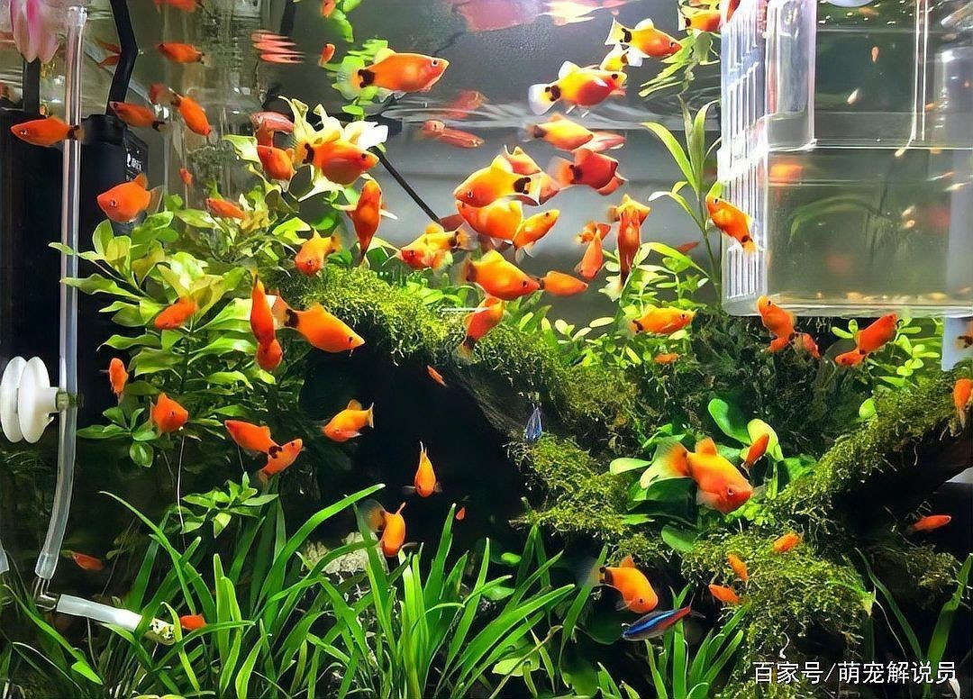 米奇魚能和孔雀魚混養嗎，米奇魚與孔雀魚能混養嗎