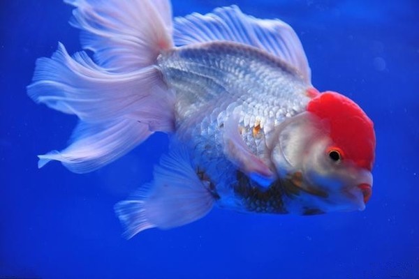 龍魚可以喂紅蟲嗎？