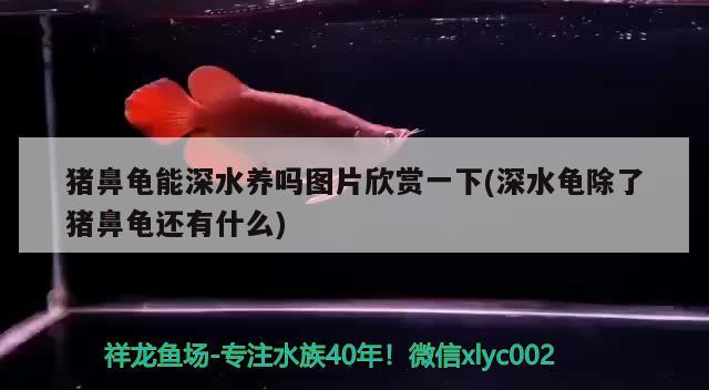 豬鼻龜能深水養嗎圖片欣賞一下(深水龜除了豬鼻龜還有什么)