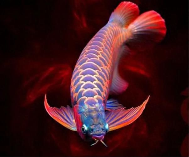 泗水龍魚最貴的三個(gè)品種圖片，泗水龍魚中最為珍貴的三個(gè)品種包括辣椒紅龍、血紅龍和金頭過背金龍