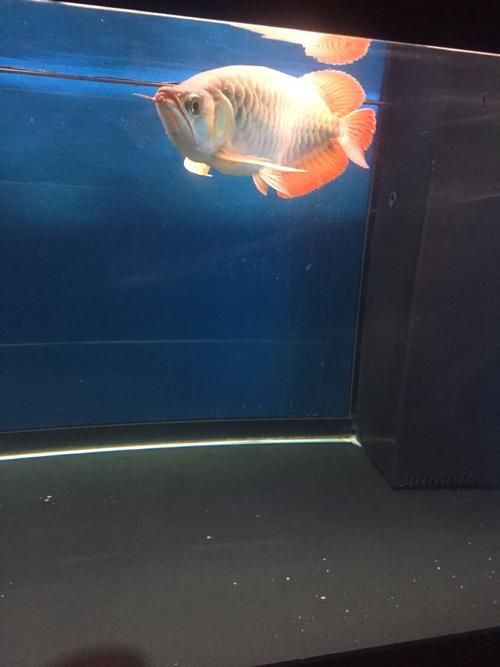 泗水龍魚最貴的三個(gè)品種圖片，泗水龍魚中最為珍貴的三個(gè)品種包括辣椒紅龍、血紅龍和金頭過背金龍