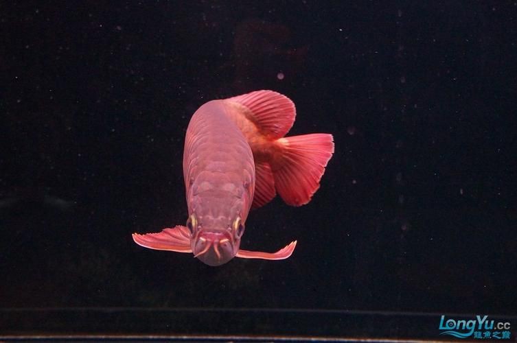 泗水龍魚最貴的三個(gè)品種圖片，泗水龍魚中最為珍貴的三個(gè)品種包括辣椒紅龍、血紅龍和金頭過背金龍