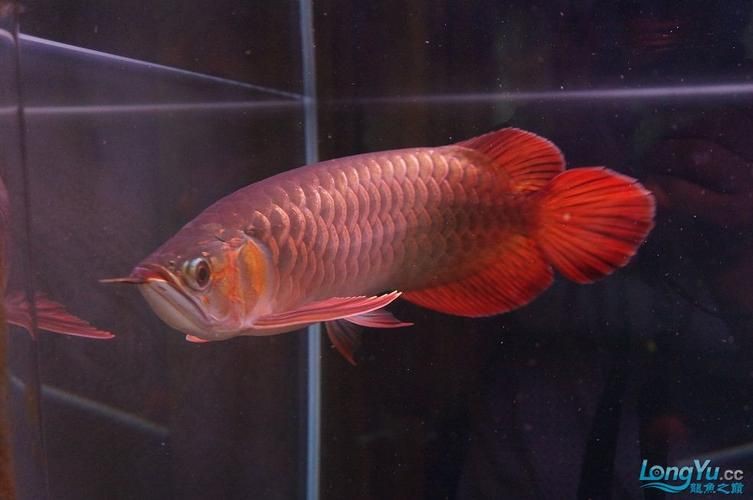 泗水龍魚最貴的三個(gè)品種圖片，泗水龍魚中最為珍貴的三個(gè)品種包括辣椒紅龍、血紅龍和金頭過背金龍