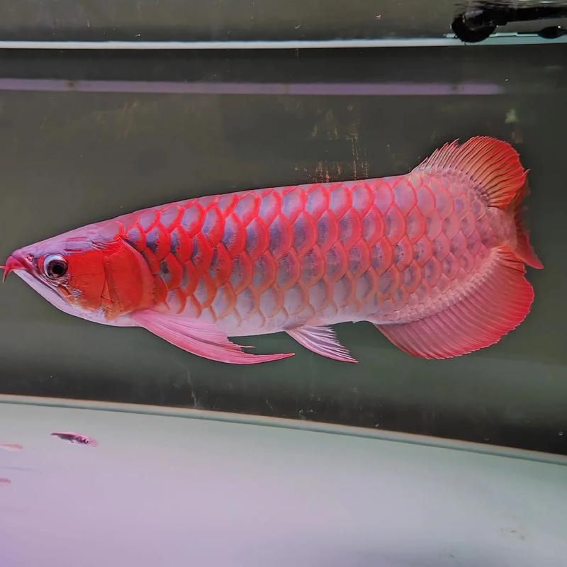 泗水龍魚最貴的三個(gè)品種圖片，泗水龍魚中最為珍貴的三個(gè)品種包括辣椒紅龍、血紅龍和金頭過背金龍