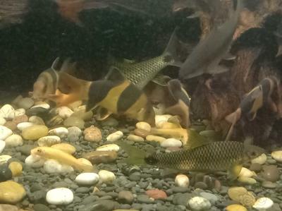 魚缸增氧泵一般開多久(魚缸增氧泵開多久合適)