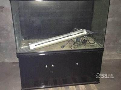 黃石龍魚vs祥龍魚場（探討黃石龍魚與祥龍魚場之間的差異之前）