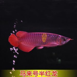 紅龍魚的品種和等級怎么分：紅龍魚品種和等級的劃分