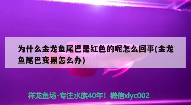為什么金龍魚尾巴是紅色的呢怎么回事(金龍魚尾巴變黑怎么辦)