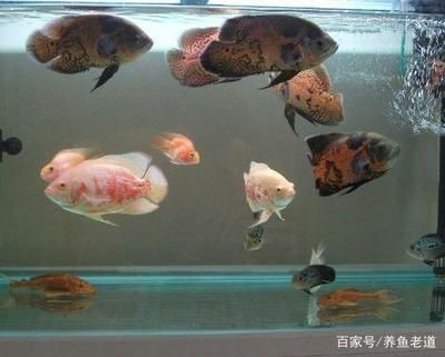 什么牌子的紅龍魚最好養(什么牌子的紅龍魚最好養殖) 虎魚百科 第2張 什么牌子的紅龍魚最好養(什么牌子的紅龍魚最好養殖) 什么牌子的紅龍魚最好養(什么牌子的紅龍魚最好養殖) 虎魚百科 第2張