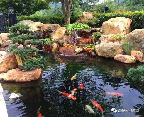 紅龍魚長度跟重量比例