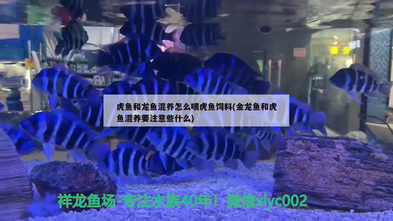 虎魚和龍魚混養(yǎng)怎么喂虎魚飼料(金龍魚和虎魚混養(yǎng)要注意些什么)