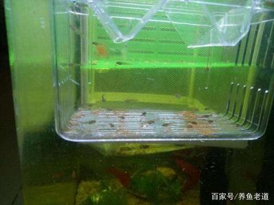 龍魚虎魚打架開燈還是關燈(龍魚關燈就打架)