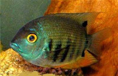 豬鼻龜最大多少斤重啊圖片(豬鼻龜幼龜多大)