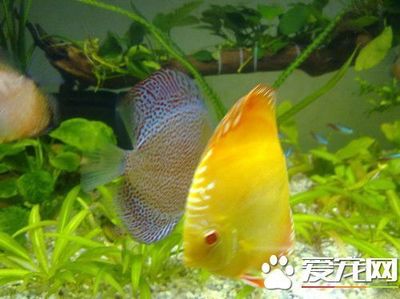頂過濾滴濾盒下水管消音靜音問題