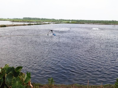 什么叫過背龍魚圖片大全（龍魚什么叫過背高背_）
