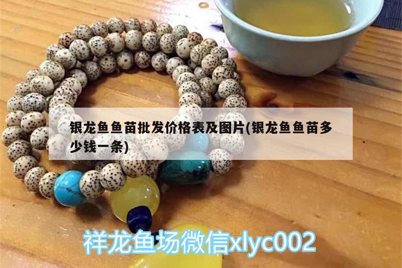 銀龍魚魚苗批發價格表及圖片(銀龍魚魚苗多少錢一條)