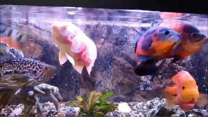 紅龍魚多大可以用黃燈養(yǎng)（金龍魚用黃燈可以嗎）