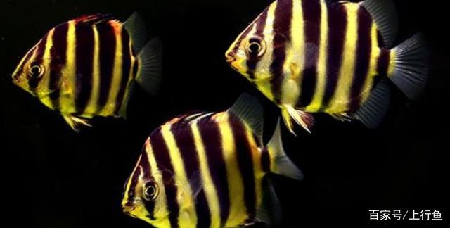 銀龍魚和什么魚混養好呢圖片欣賞(銀龍魚和什么魚混養好看)