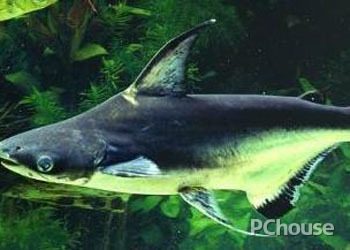 魟魚(yú)飼料管理技巧，魟魚(yú)飼料與活餌比例建議,魟魚(yú)新魚(yú)入缸適應(yīng)技巧