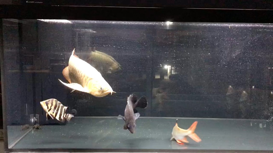 剛換了缸給龍魚住別墅??