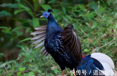 豬鼻龜是兩棲動物嗎為什么不能養呢(豬鼻龜是兩棲動物嗎為什么不能養呢)