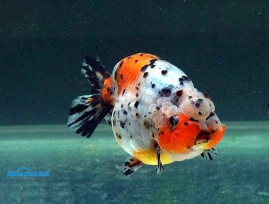純血皇冠黑白魟魚的選購技巧，如何選購純血皇冠黑白魟魚