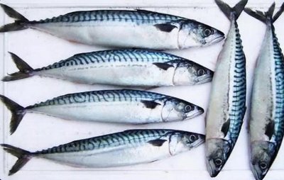 大型魚缸清洗視頻播放：如何清洗大型魚缸