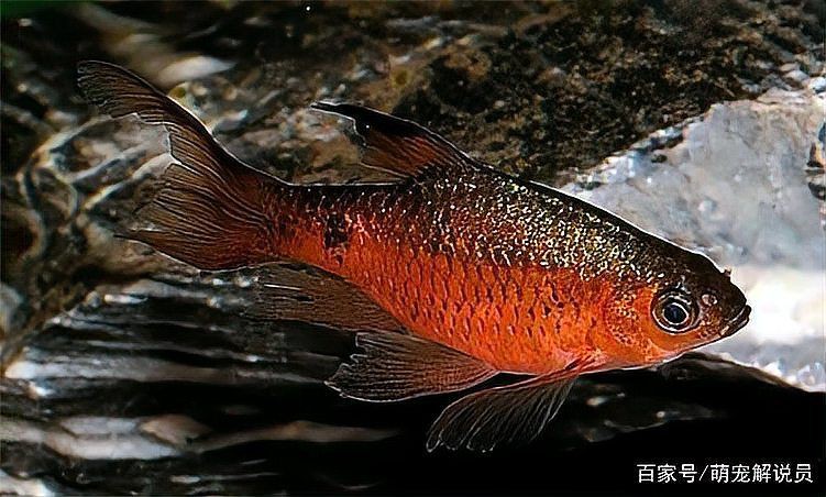 玫瑰鯽混養(yǎng)最佳搭配是什么，玫瑰鯽入缸手冊:那么多觀賞魚里，偏偏喜歡你