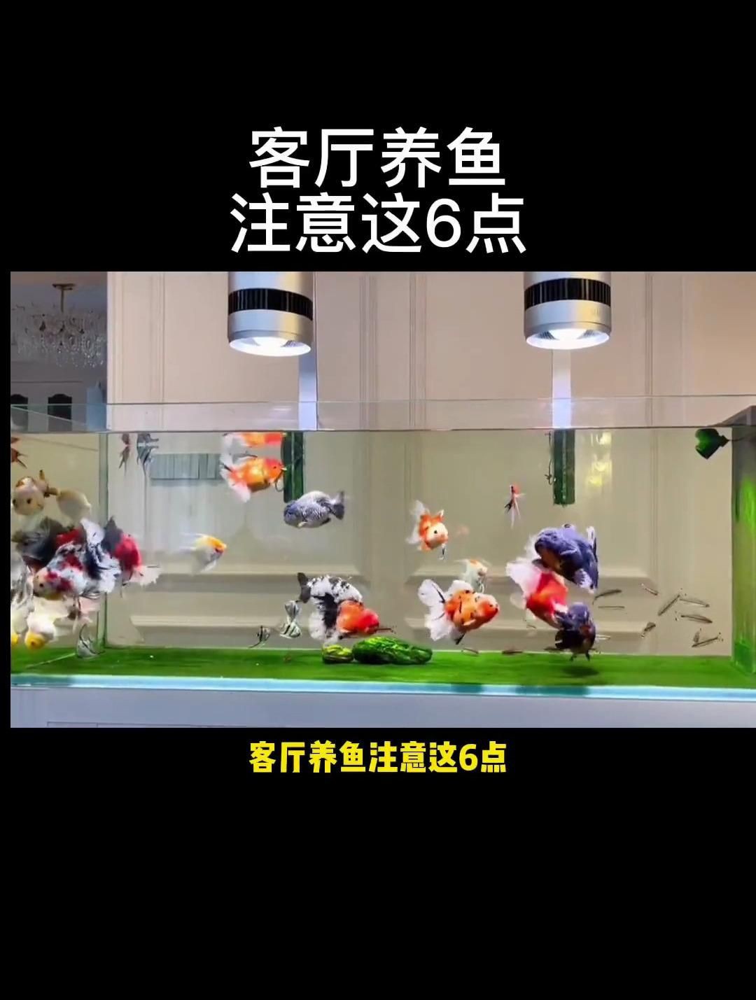客廳最忌三種魚，《客廳最忌三種魚》在家居布置中