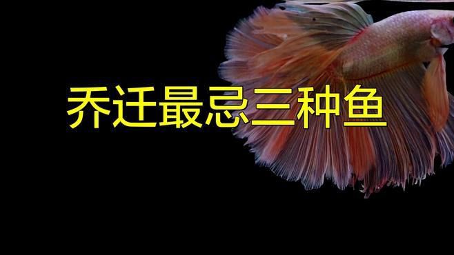 客廳最忌三種魚，《客廳最忌三種魚》在家居布置中