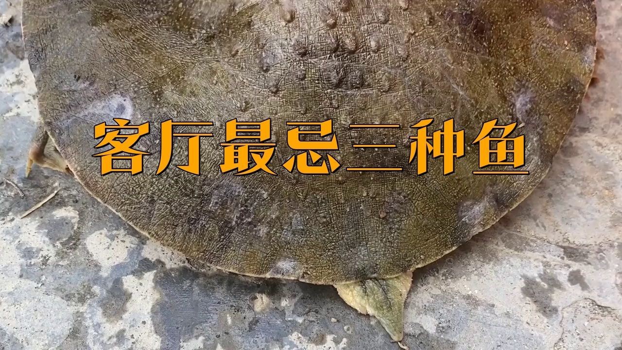 客廳最忌三種魚，《客廳最忌三種魚》在家居布置中