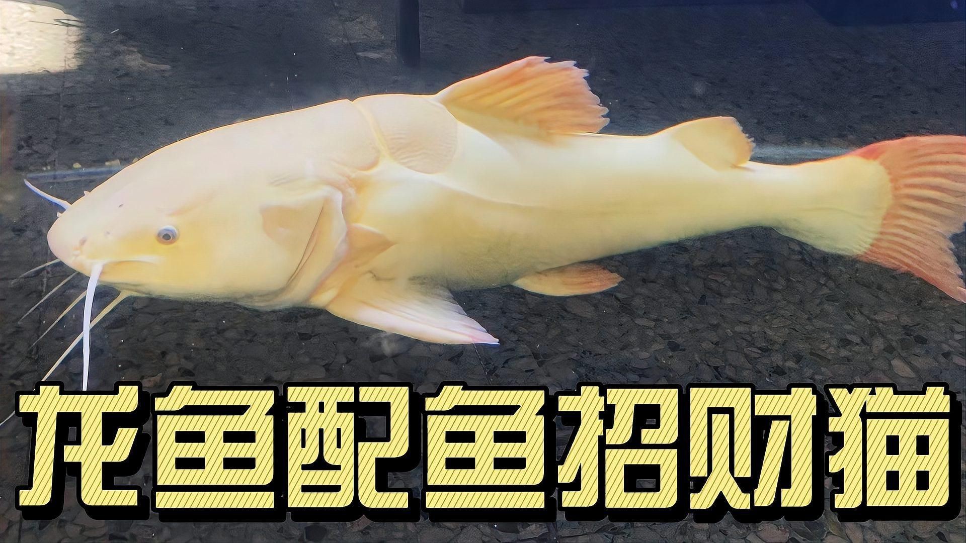 招財貓魚和龍魚混養有哪些成功案例,招財貓與龍魚混養的成功案例 龍魚百科 第1張 招財貓魚和龍魚混養有哪些成功案例,招財貓與龍魚混養的成功案例 招財貓魚和龍魚混養有哪些成功案例,招財貓與龍魚混養的成功案例 龍魚百科 第1張