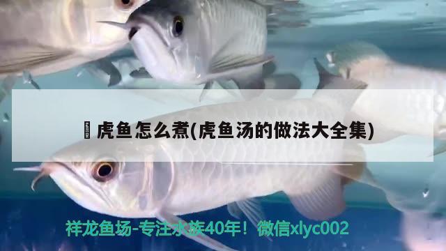鰕虎魚怎么煮(虎魚湯的做法大全集)