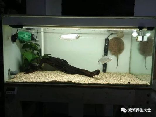 黑金魟魚的日常飲食結構，黑金魟魚的日常飲食