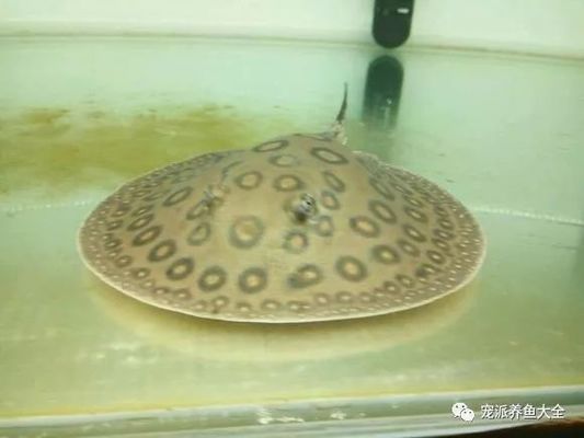 黑金魟魚的日常飲食結構，黑金魟魚的日常飲食