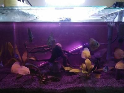 1米5長70寬魚缸需要多厚玻璃膠：“1米5長70寬魚缸需要多厚玻璃膠”的詳細分析
