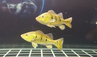 金龍魚幾個漲停 金龍魚幾個漲停 龍魚百科 第1張