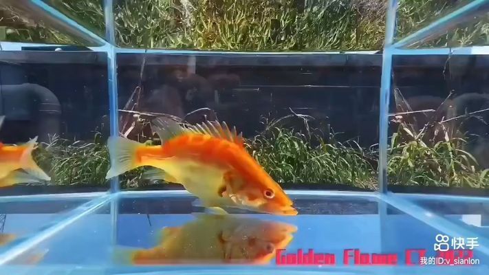 金龍魚估計能漲到多少斤重量